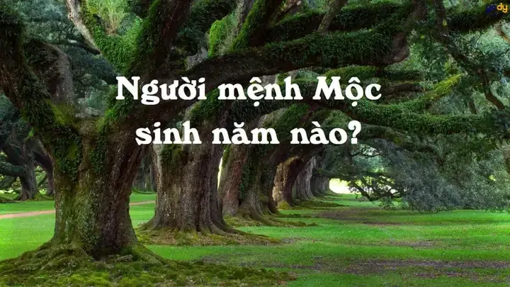 Mạng Mộc Nên Chọn Màu Xe Ô Tô Gì? Bí Quyết Chọn Màu Hợp Phong Thủy Mạng Mộc Nên Chọn Màu Xe Ô Tô Gì? Bí Quyết Chọn Màu Hợp Phong Thủy