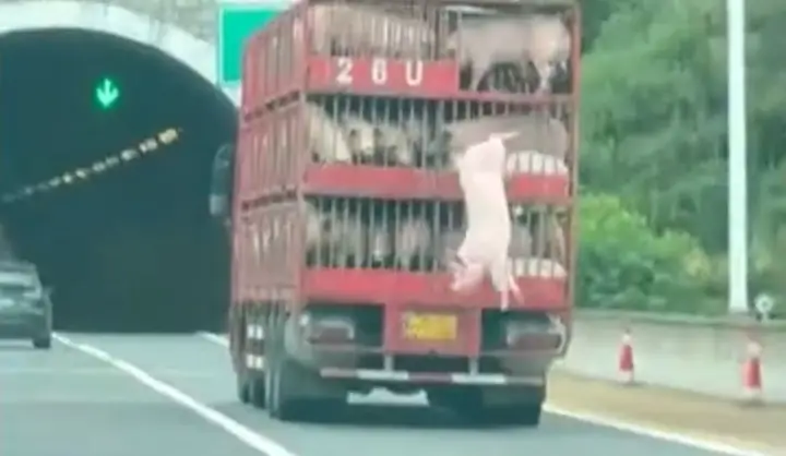 Lợn Rơi Khỏi Xe Ô Tô Lợn Rơi Khỏi Xe Ô Tô