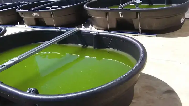 Toyota Algae Toyota Algae