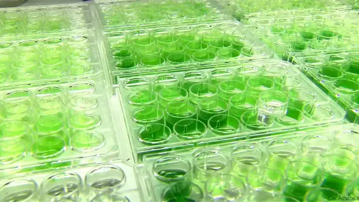 Toyota Algae Toyota Algae